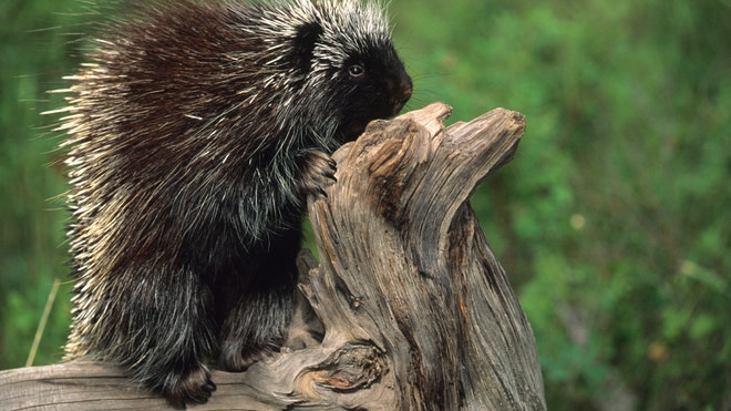 Porcupine on a log.jpg
